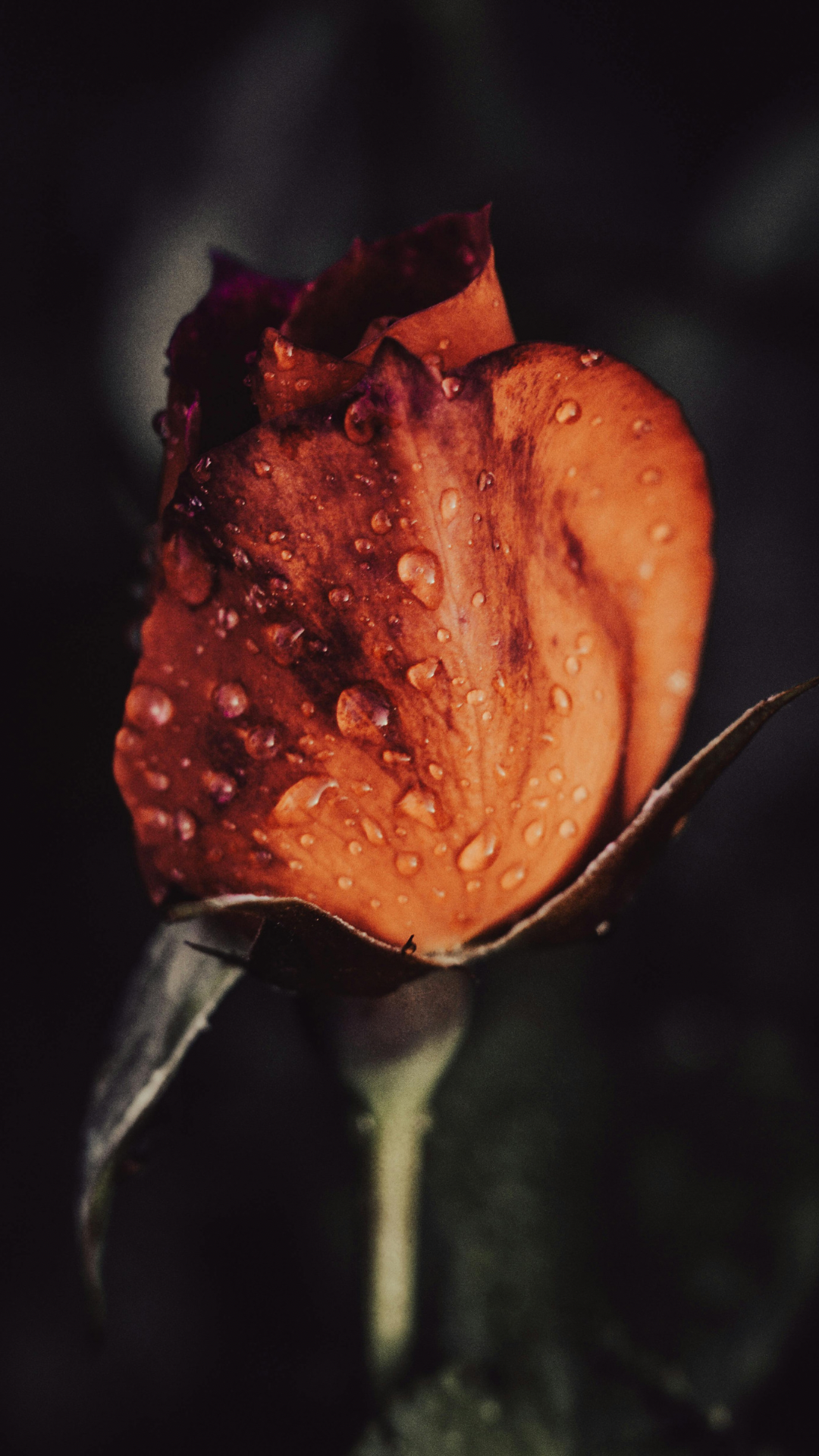 Floral Hydrating Oils